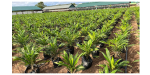 Main nursery seedling: the second stage of raising the seedling before transplanting it to the permanent site SAO Agro farm